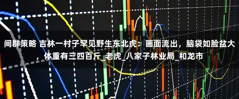 间群策略 吉林一村子罕见野生东北虎：画面流出，脑袋如脸盆大，体重有三四百斤_老虎_八家子林业局_和龙市
